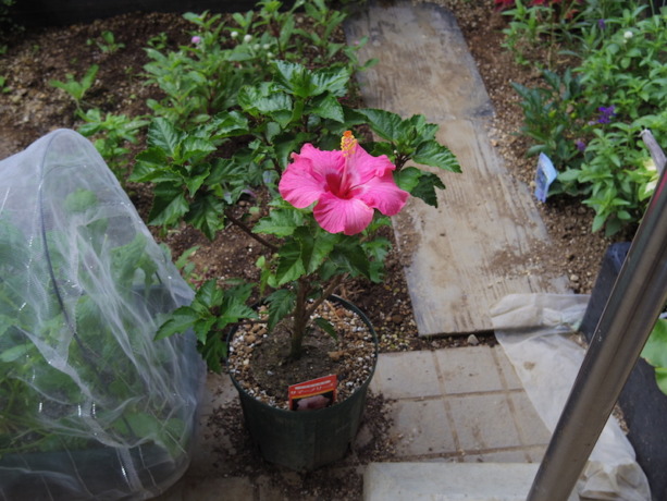 IMGP0701