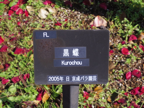 IMGP2098