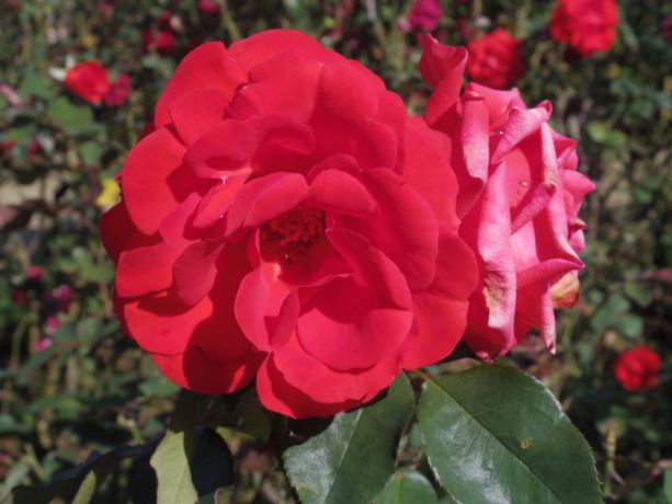 IMGP2160