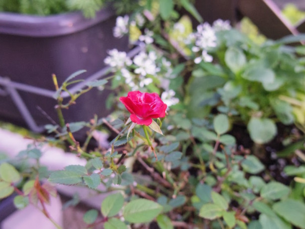 IMGP2727