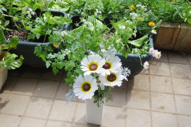 IMGP8713