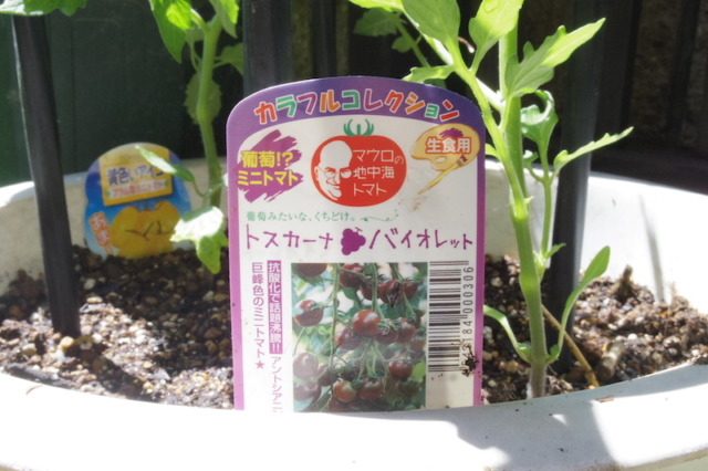 IMGP8783