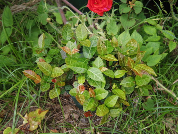 IMGP9917