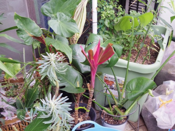 IMGP9558_12