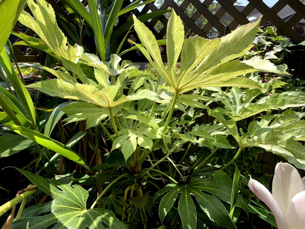 ヤツデ