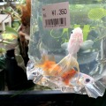 金魚